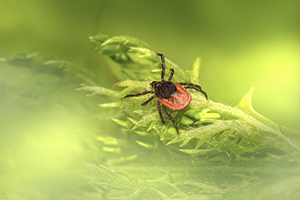 Vector-Borne Diseases and How to Avoid Them